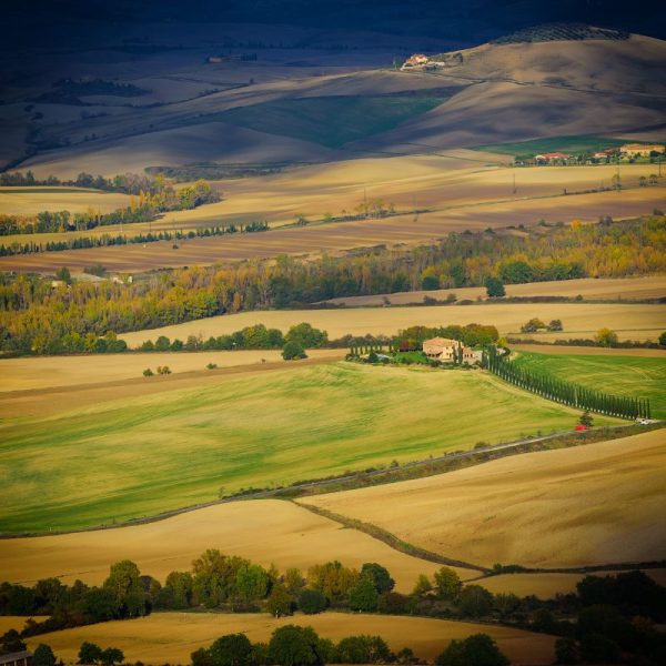 Campo Ganadero XXX